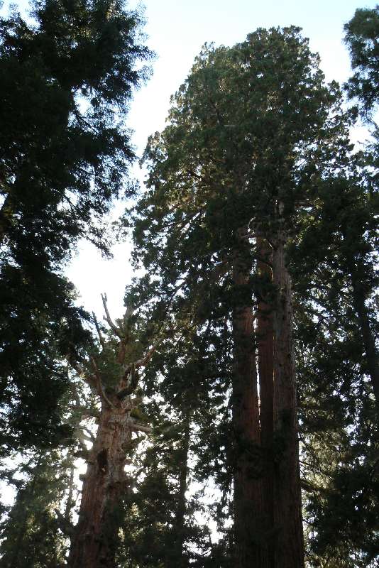 25 Sequoia National Park